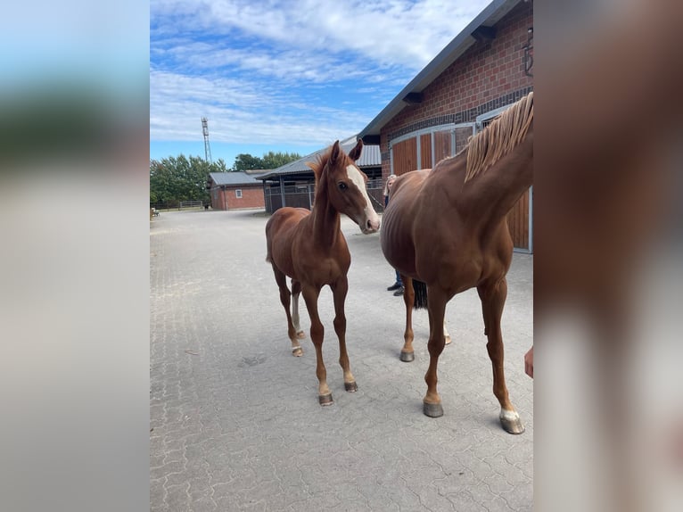 Holstein Stallion Foal (05/2025) Chestnut-Red in Ammersbek