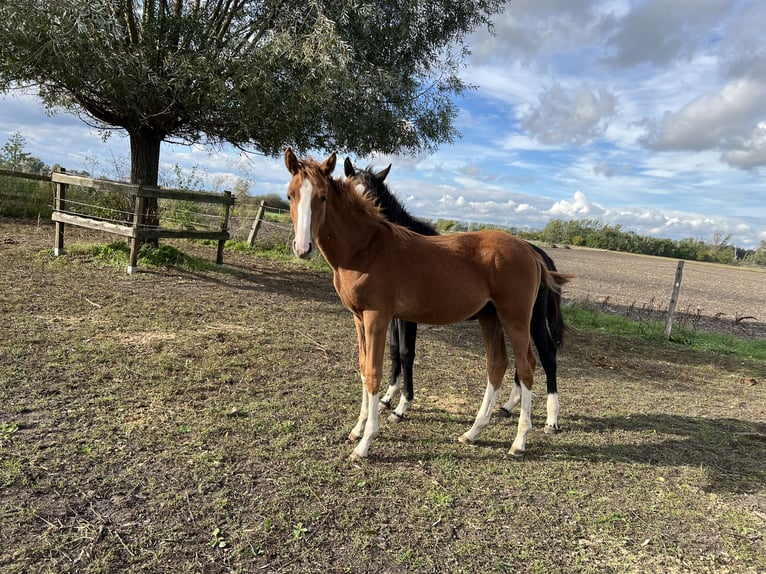 Holstein Stallion  Chestnut-Red in Brandenburg an der Havel