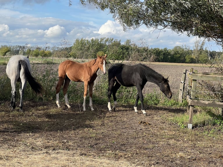 Holstein Stallion  Chestnut-Red in Brandenburg an der Havel