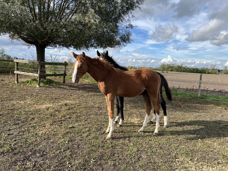 Holstein Stallion  Chestnut-Red in Brandenburg an der Havel