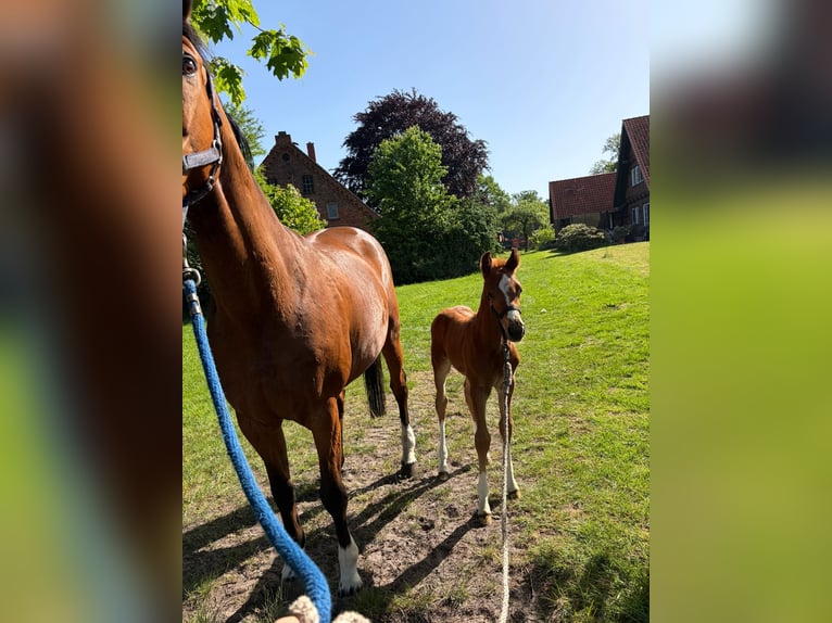 Holstein Stallion Foal (05/2026) Chestnut-Red in Langwedel