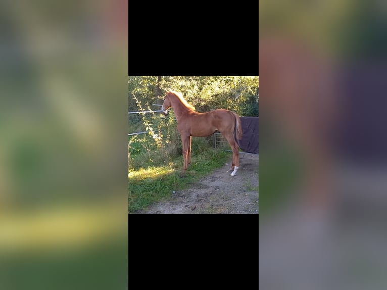 Holstein Stallion Foal (05/2024) Chestnut-Red in Stadum