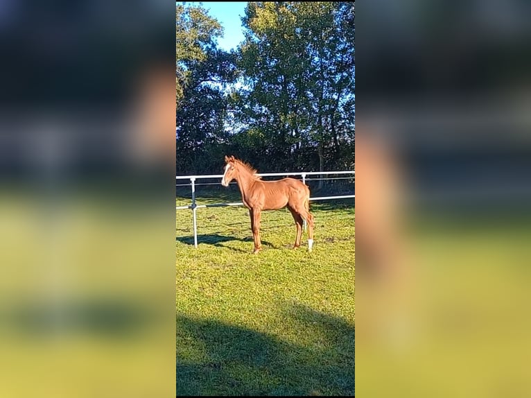 Holstein Stallion Foal (05/2024) Chestnut-Red in Stadum