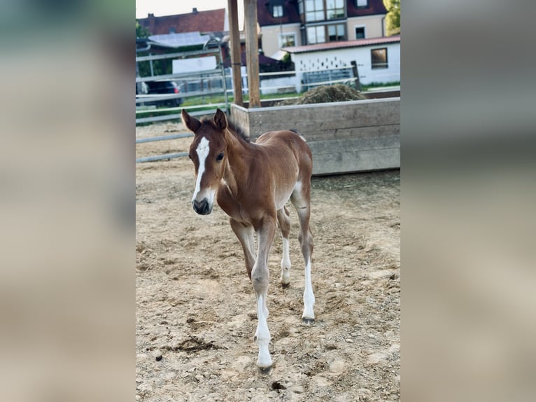Holstein Stallion Foal (05/2025) Chestnut-Red in K&#xFC;mmersbruck