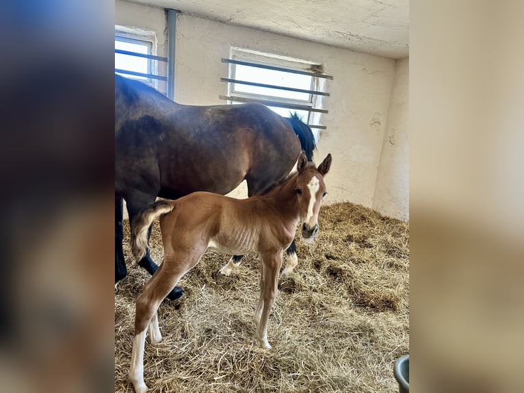 Holstein Stallion Foal (05/2025) Chestnut-Red in K&#xFC;mmersbruck