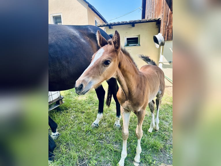 Holstein Stallion Foal (05/2025) Chestnut-Red in K&#xFC;mmersbruck