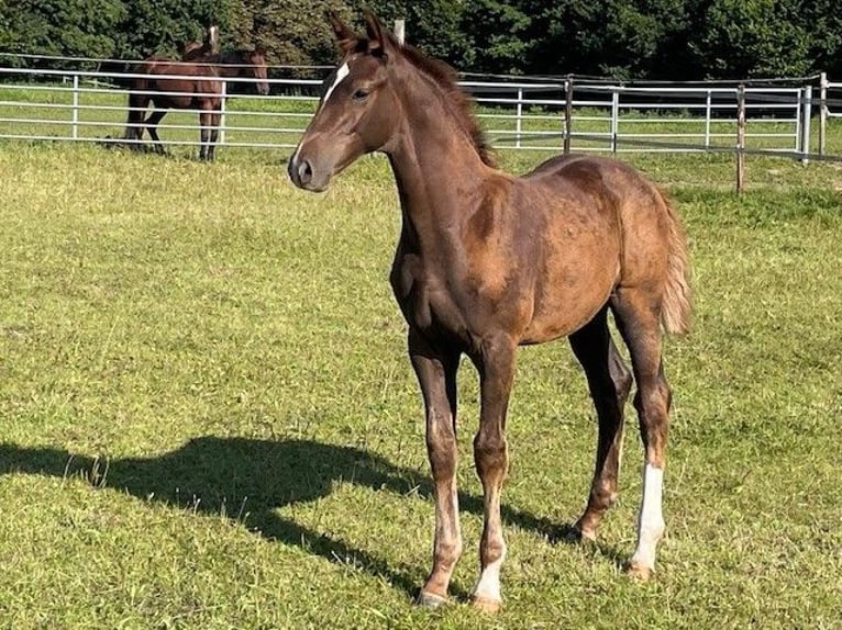 Holstein Stallion Foal (05/2025) Chestnut-Red in Osdorf