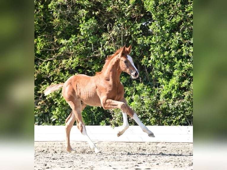 Holstein Stallion  Chestnut-Red in Dagebüll