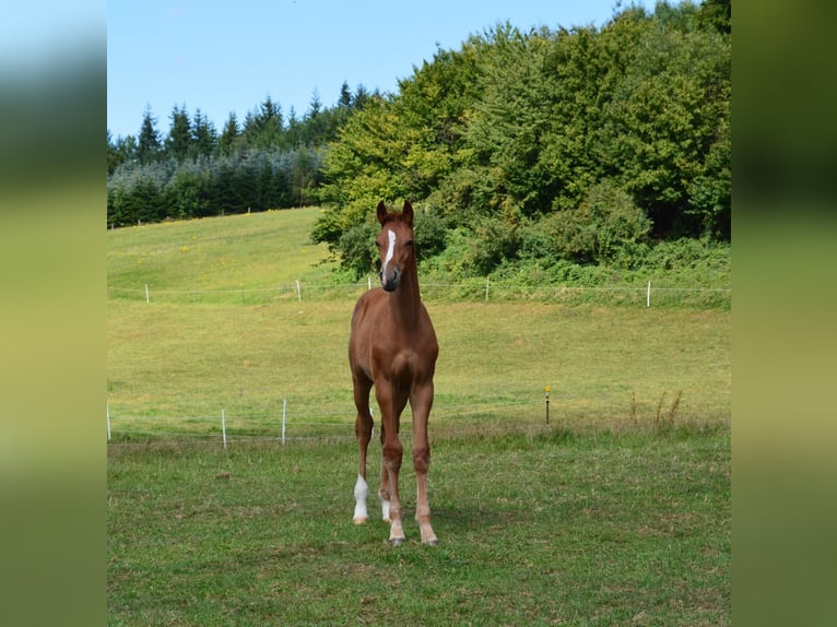 Holstein Stallion Foal (05/2025) Chestnut-Red in S&#xFC;sel