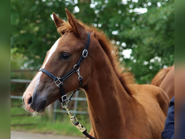 Holstein Stallion Foal (04/2024) Chestnut in Glüsing