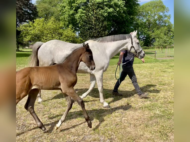 Holstein Stallion Foal (04/2024) Gray-Red-Tan in Wittenbergen