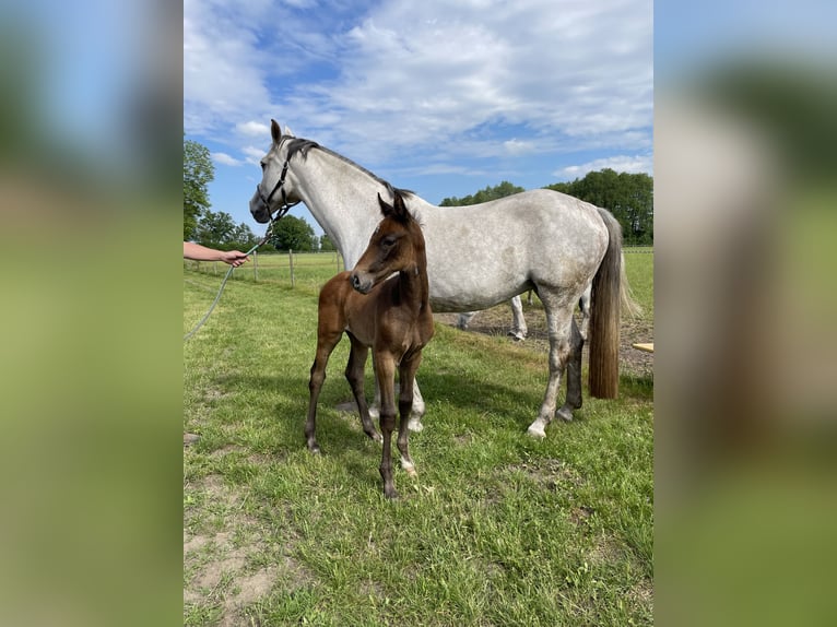 Holstein Stallion Foal (04/2024) Gray-Red-Tan in Wittenbergen