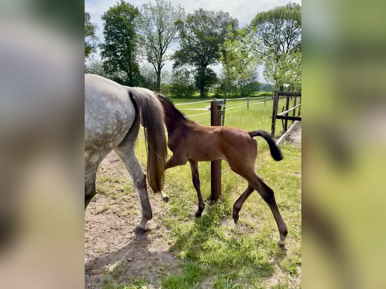 Holstein Stallion Foal (04/2024) Gray-Red-Tan in Wittenbergen