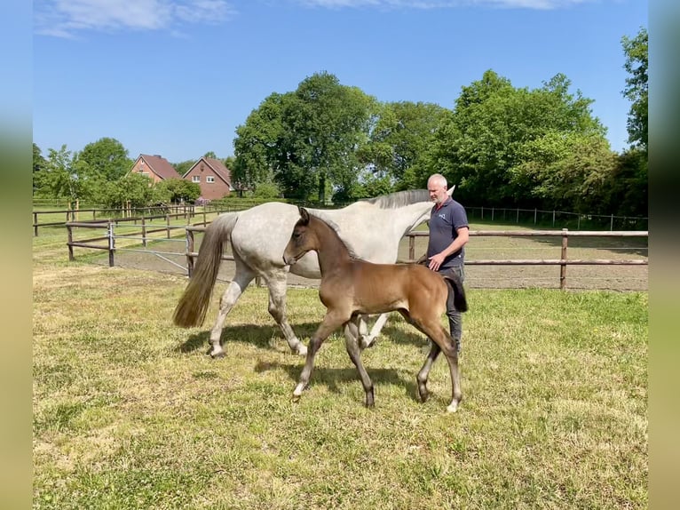 Holstein Stallion Foal (04/2024) Gray-Red-Tan in Wittenbergen