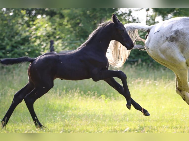 Holstein Stallion  Gray in Fehrenb&#xF6;tel