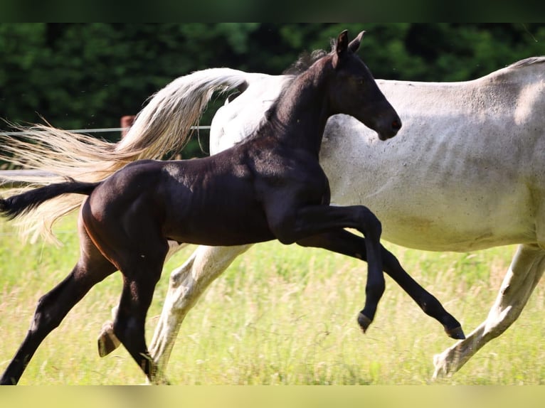 Holstein Stallion  Gray in Fehrenb&#xF6;tel