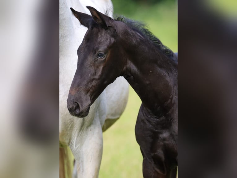 Holstein Stallion  Gray in Fehrenb&#xF6;tel