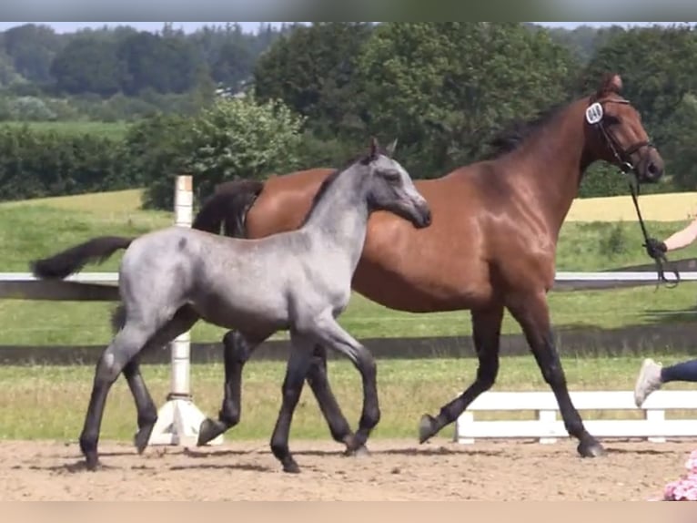 Holstein Stallion Foal (04/2024) Gray in Rabenkirchen-Faulück