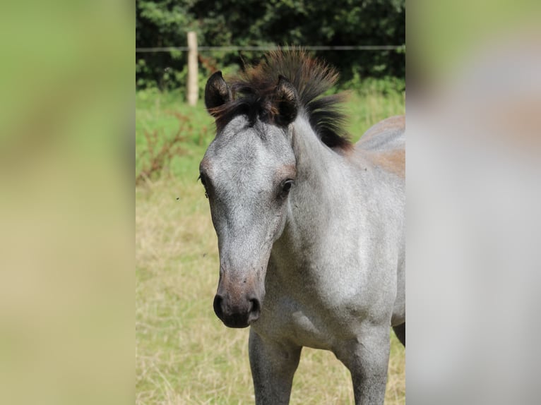 Holstein Stallion Foal (04/2024) Gray in Rabenkirchen-Faulück