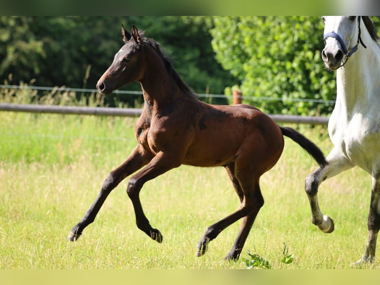 Holstein Stallion Foal (05/2025) Grey in Fehrenb&#xF6;tel
