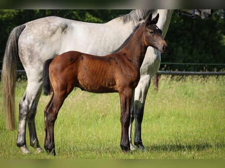 Holstein Stallion Foal (05/2025) Grey in Fehrenb&#xF6;tel
