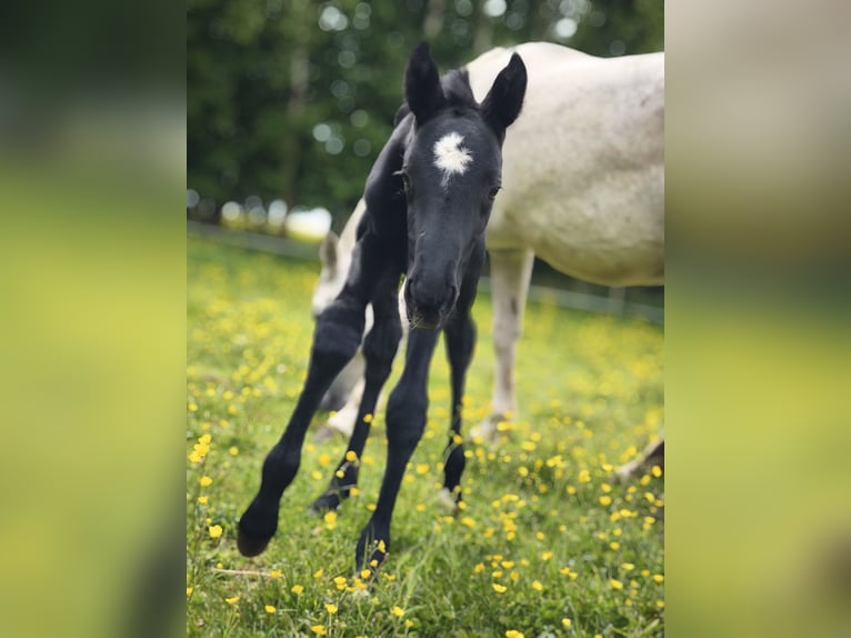 Holstein Stallion Foal (05/2025) Grey in Wangels