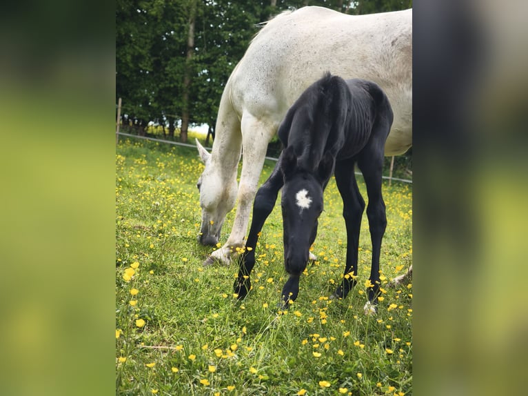 Holstein Stallion Foal (05/2025) Grey in Wangels