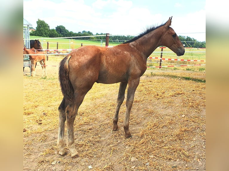 Holstein Stallion Foal (04/2025) Grey in Schwandorf