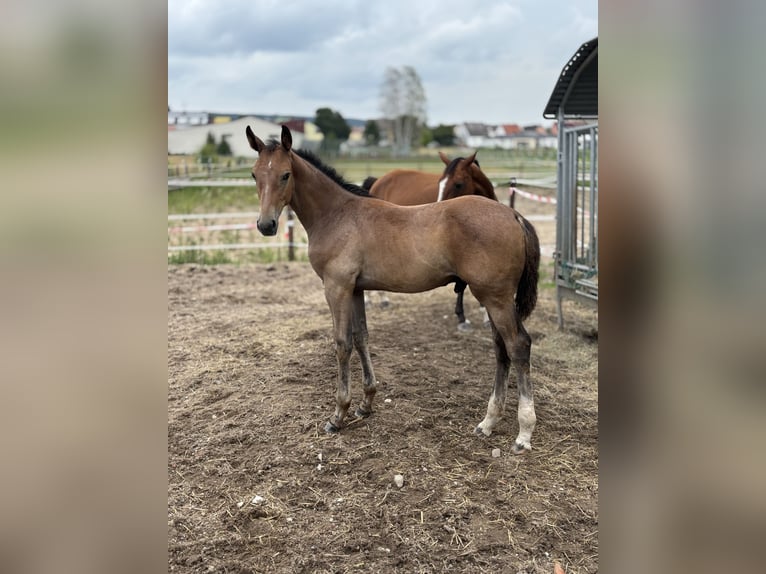 Holstein Stallion Foal (04/2025) Grey in Schwandorf