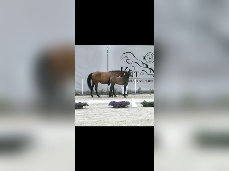 Holstein Stallion Foal (04/2025) Grey in KIELNO