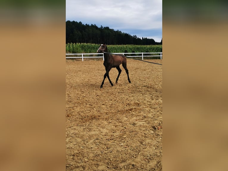 Holstein Stallion Foal (04/2025) Grey in KIELNO