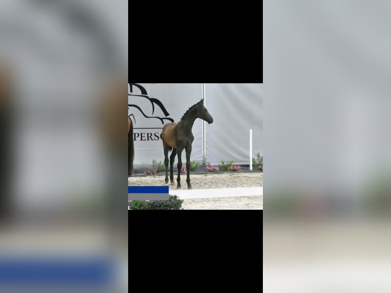 Holstein Stallion Foal (04/2025) Grey in KIELNO