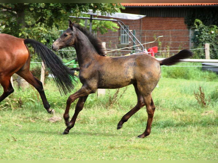 Holstein Stallion Foal (05/2025) Grey in Rabenholz