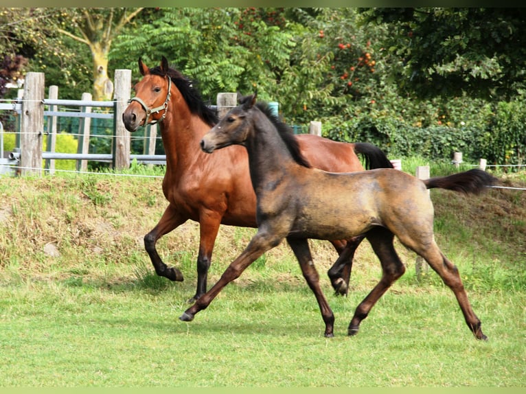 Holstein Stallion Foal (05/2025) Grey in Rabenholz