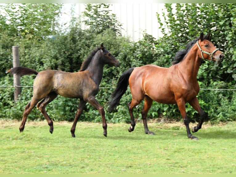 Holstein Stallion Foal (05/2025) Grey in Rabenholz