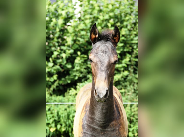 Holstein Stallion Foal (05/2025) Grey in Rabenholz