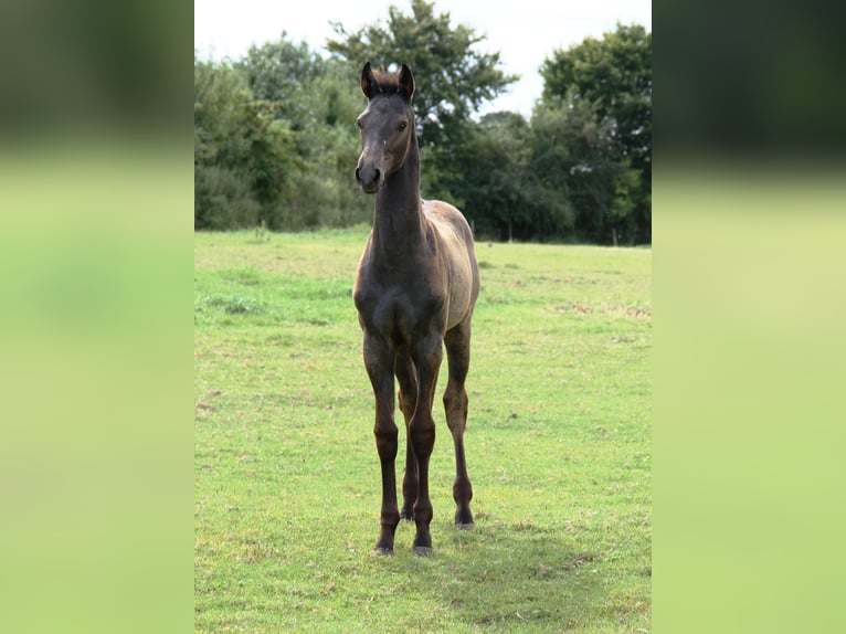 Holstein Stallion Foal (05/2025) Grey in Rabenholz