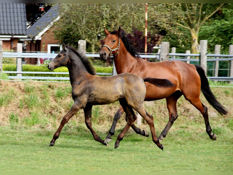 Holstein Stallion Foal (05/2025) Grey in Rabenholz