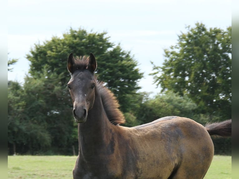 Holstein Stallion Foal (05/2025) Grey in Rabenholz