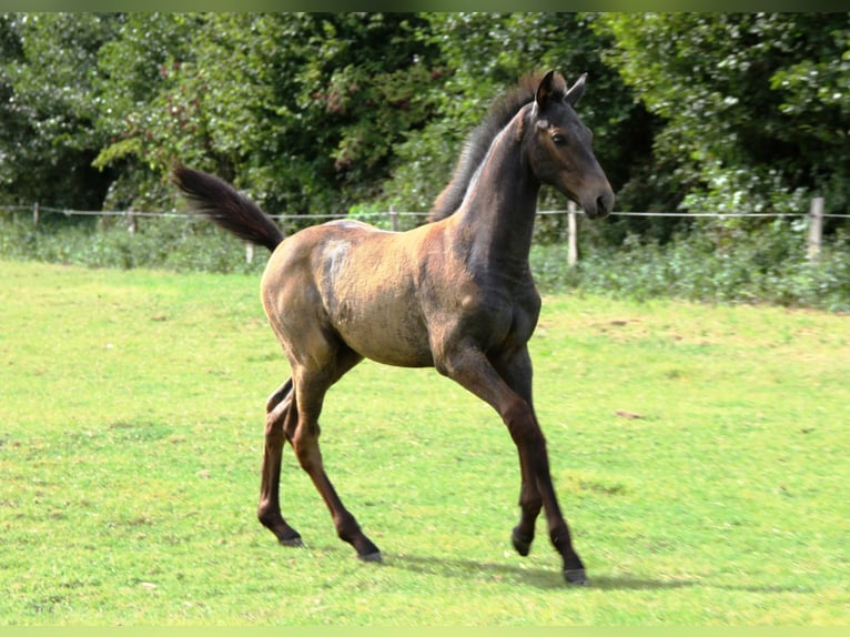 Holstein Stallion Foal (05/2025) Grey in Rabenholz