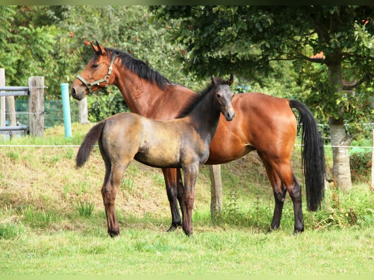 Holstein Stallion Foal (05/2025) Grey in Rabenholz