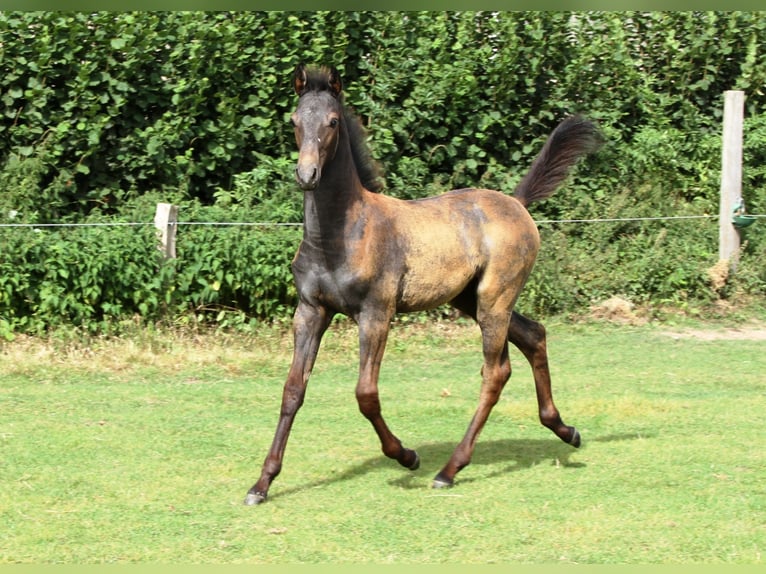Holstein Stallion Foal (05/2025) Grey in Rabenholz