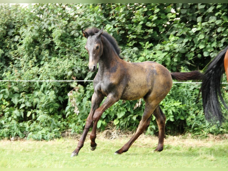 Holstein Stallion Foal (05/2025) Grey in Rabenholz