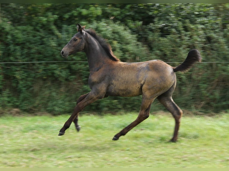 Holstein Stallion Foal (05/2025) Grey in Rabenholz