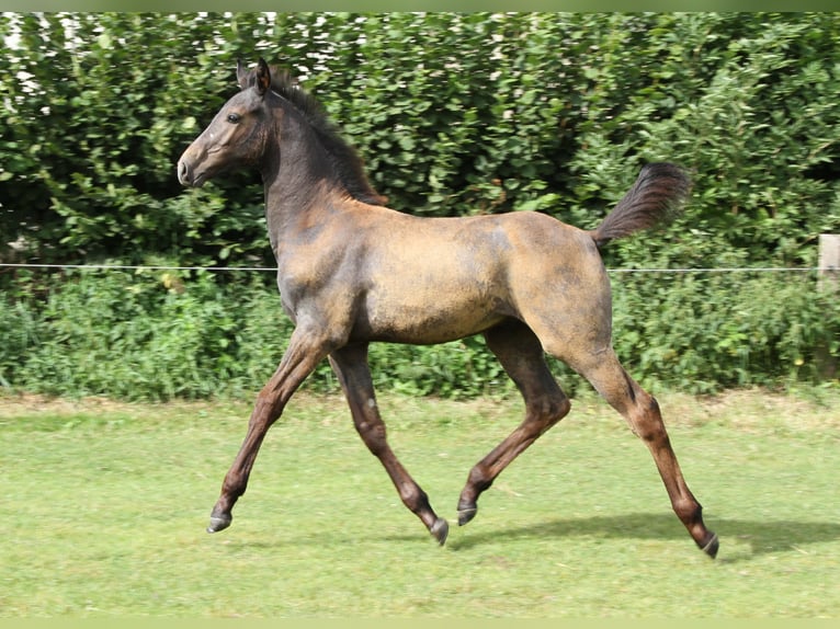 Holstein Stallion Foal (05/2025) Grey in Rabenholz