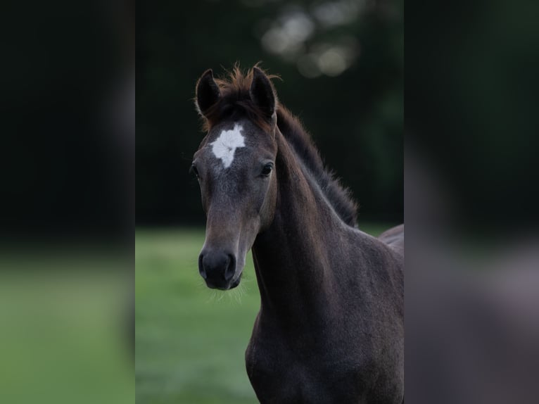 Holstein Stallion Foal (04/2026) Grey in Westerhorn