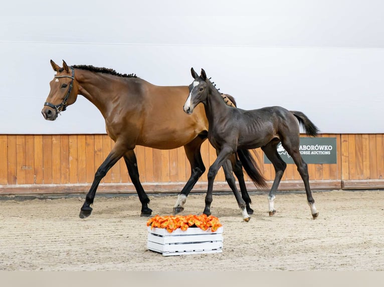 Holstein Stallion Foal (04/2025) in Babor&#xF3;wko