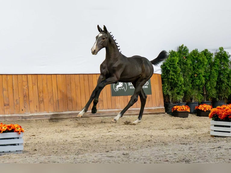 Holstein Stallion Foal (04/2025) in Babor&#xF3;wko
