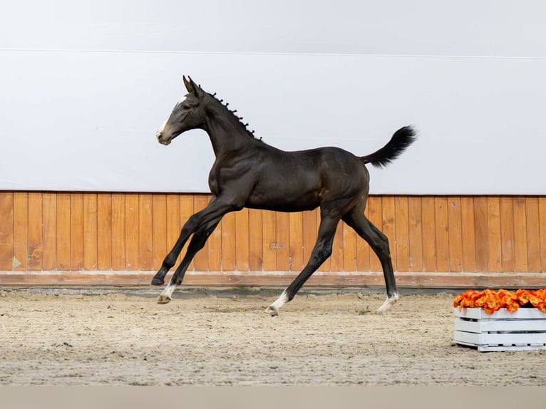 Holstein Stallion Foal (04/2025) in Babor&#xF3;wko
