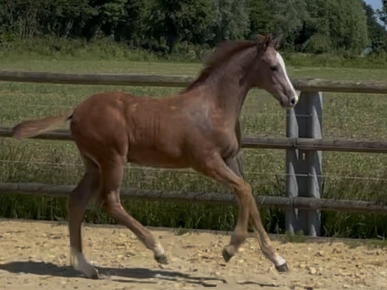 Holstein Stallion Foal (01/2025) in Beschendorf